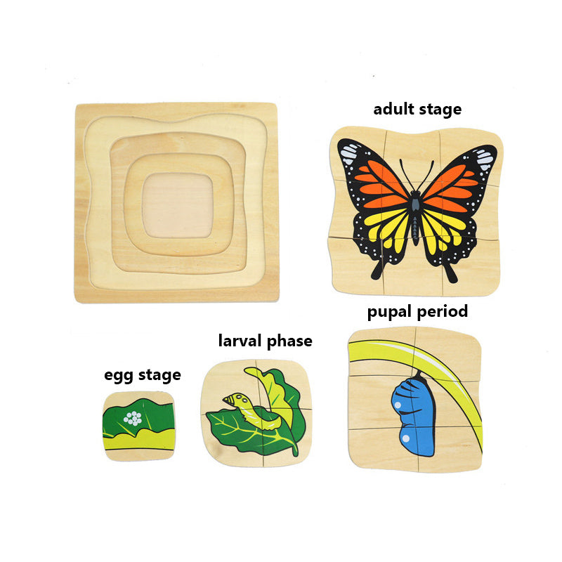 Development of
Butterfly