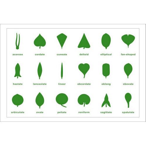 Nomenciature Cards for Botany Cabinet