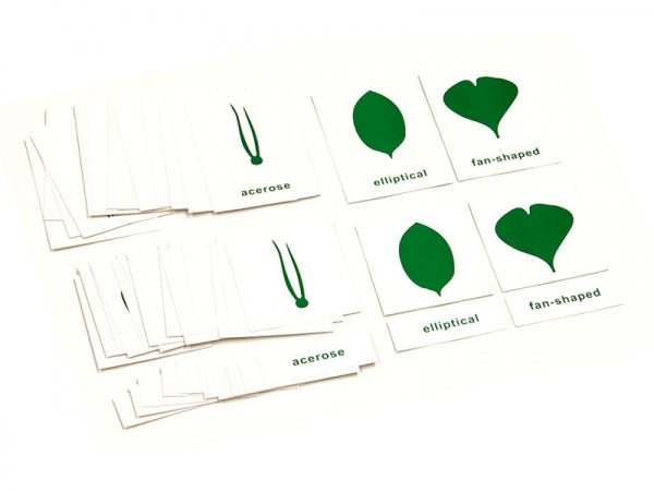 Nomenciature Cards for Botany Cabinet