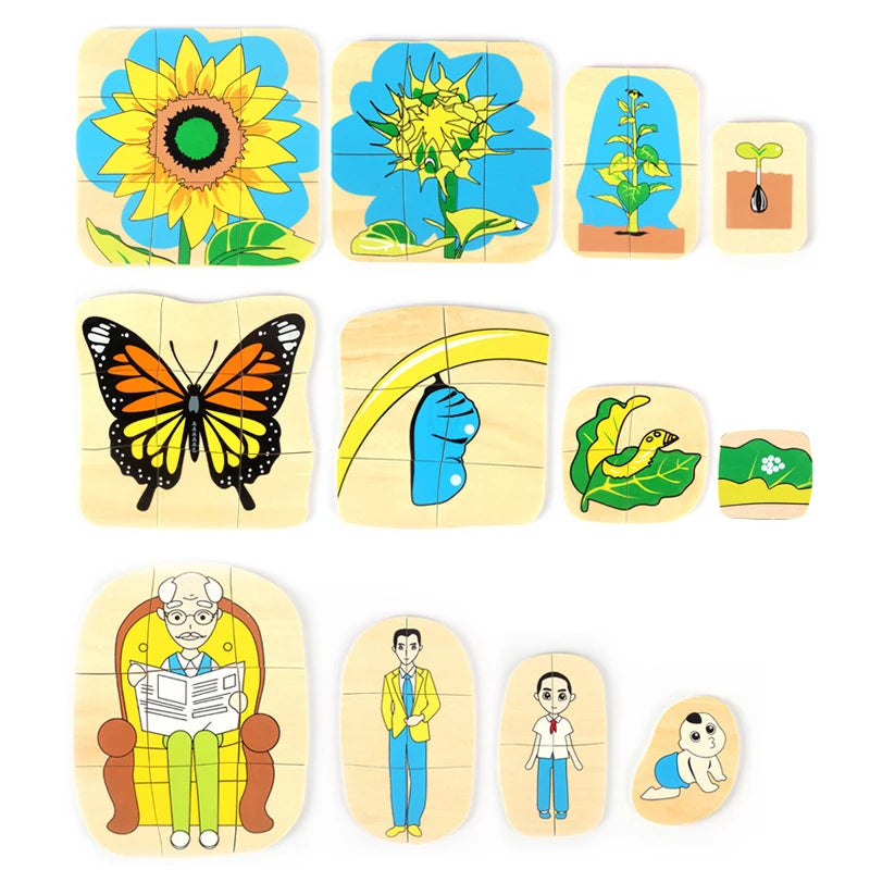 Montessori Wooden Development of Frog