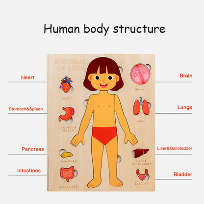 Montessori Wooden Human Body Internal Organs (Girl)