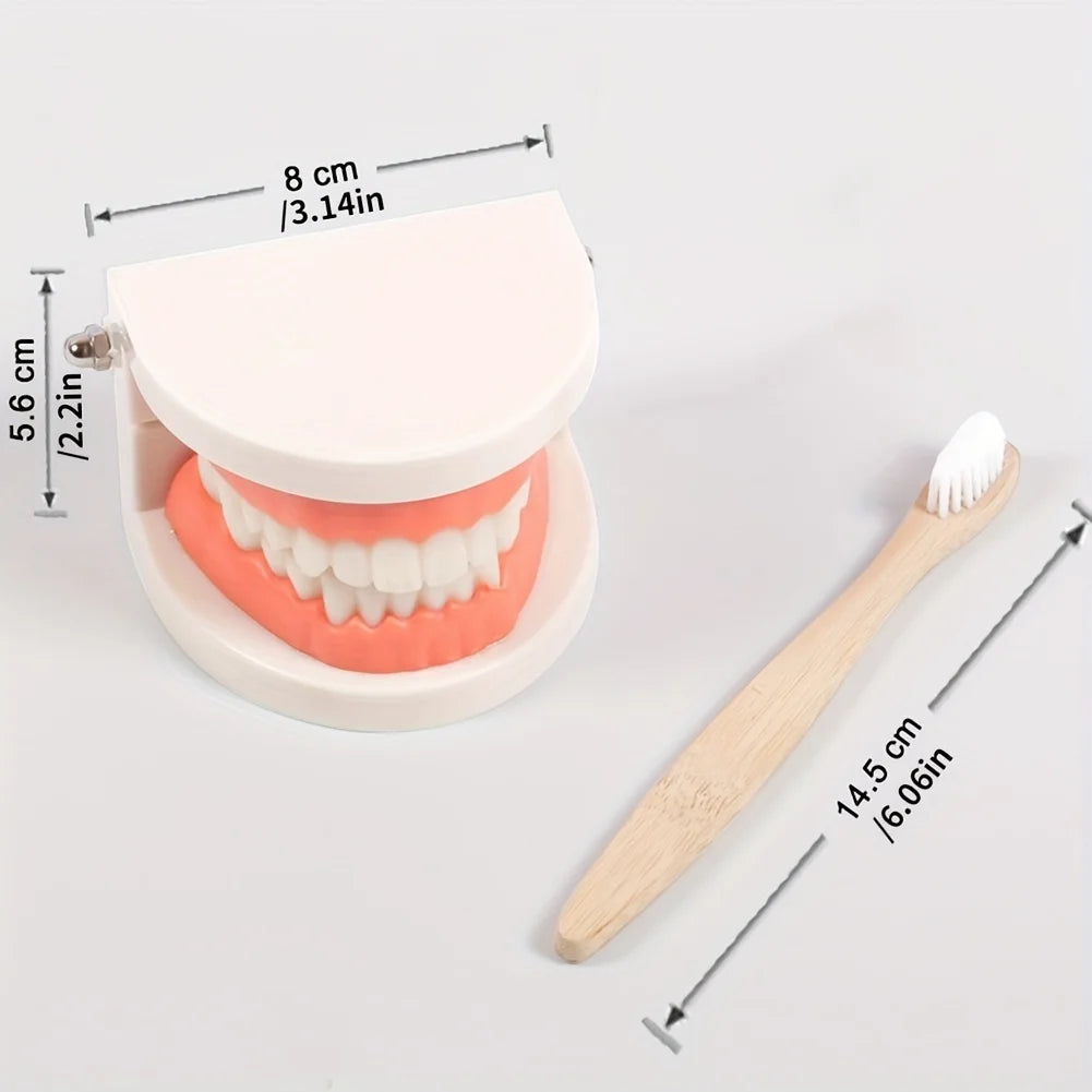 Montessori Mouth Model