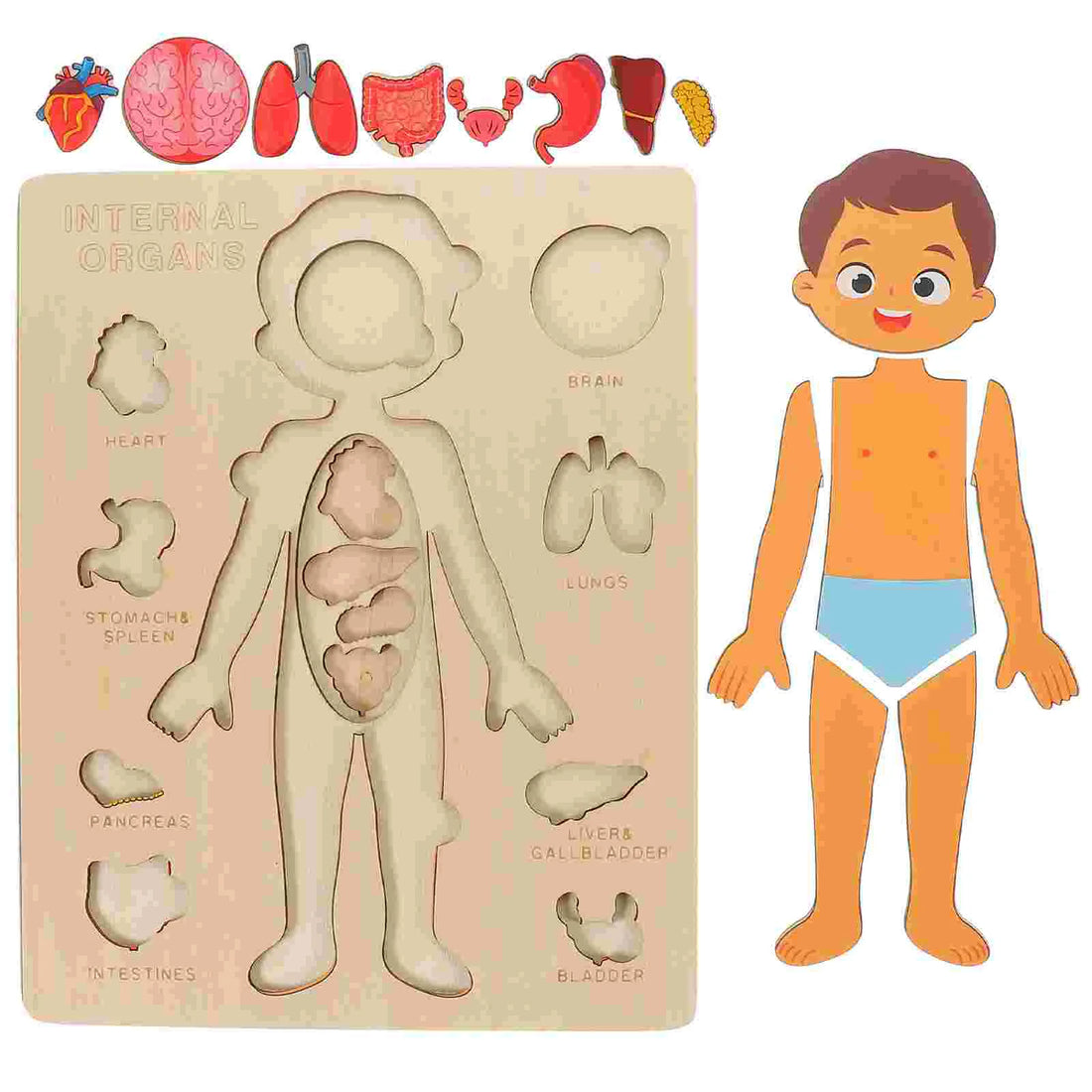 Montessori Wooden Human Body Internal Organs (Boy)