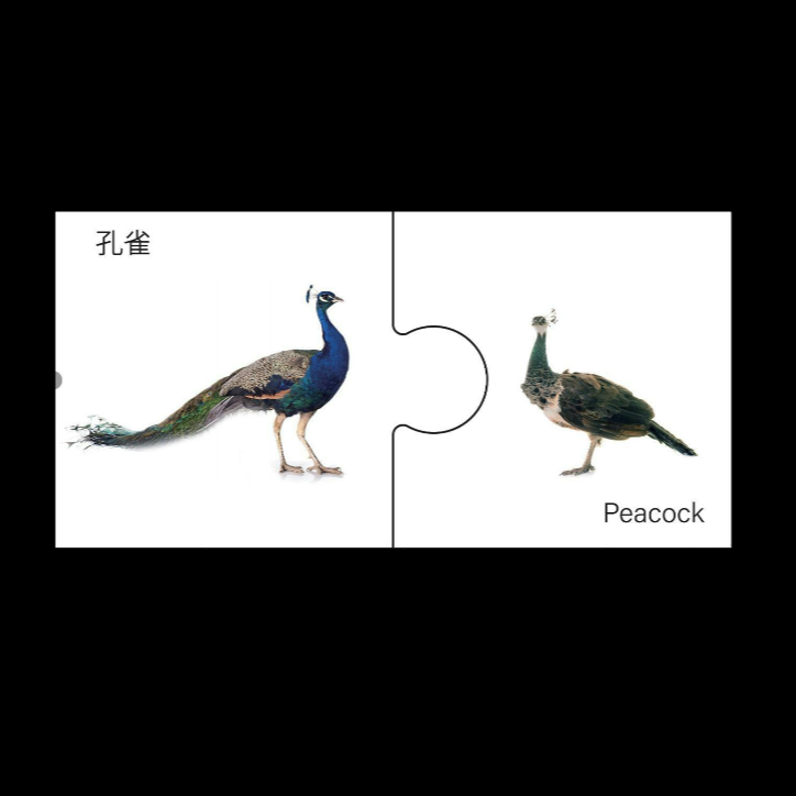 Classification Cards - Male and Female (Animals)