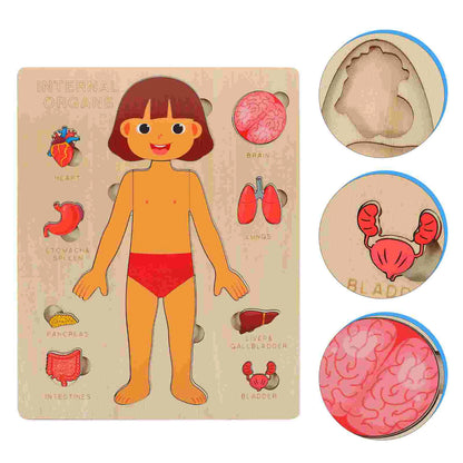 Montessori Wooden Human Body Internal Organs (Girl)