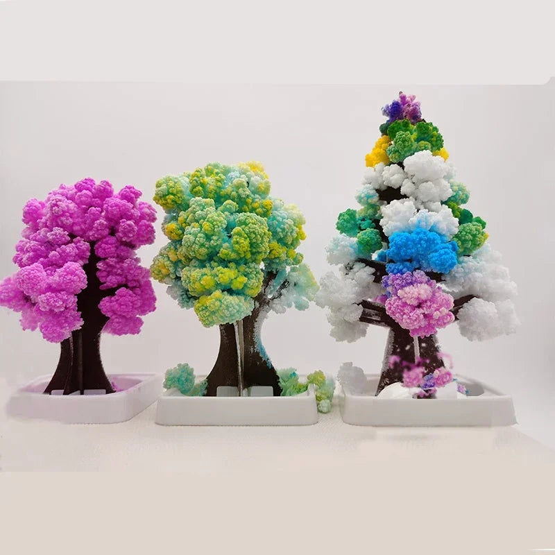 Paper Tree Flowering