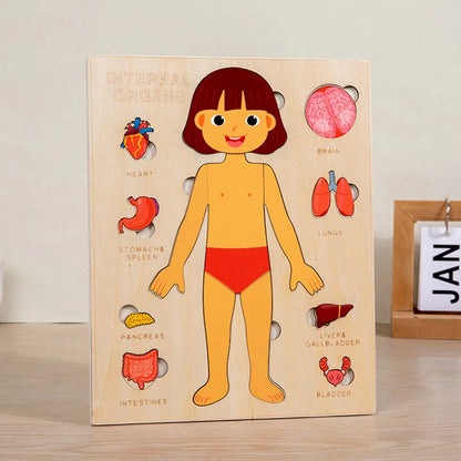 Montessori Wooden Human Body Internal Organs (Girl)